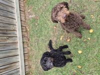 Kennel - Hallam Park Pet Resort