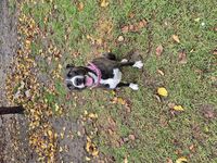 Kennel - Hallam Park Pet Resort