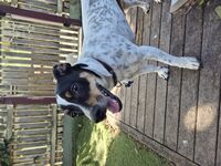 Cottages - Hallam Park Pet Resort