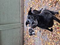 Kennel - Hallam Park Pet Resort