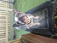Cottages - Hallam Park Pet Resort