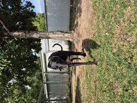Kennel - Hallam Park Pet Resort