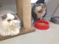 Winston & Juliet - Hallam Park Pet Resort