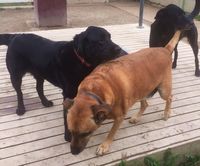 Yinyo, Turbo & Barry - Hallam Park Pet Resort