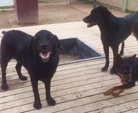 Yinyo, Turbo & Missy - Hallam Park Pet Resort